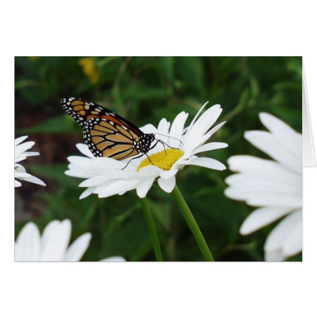 Butterfly Daisy (Vorderseite (Horizontal))