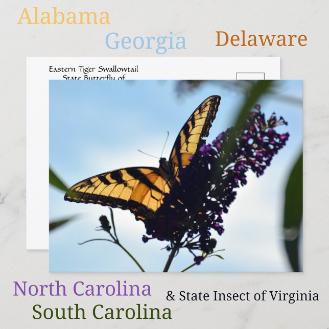 Butterfly Eastern Tiger Frack Fotografisch Postkarte (Von Creator hochgeladen)