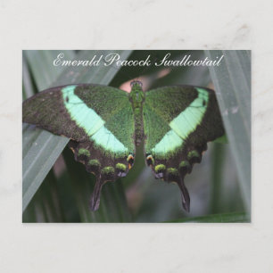 Butterfly Emerald Peacock Frack # 2 Postkarte