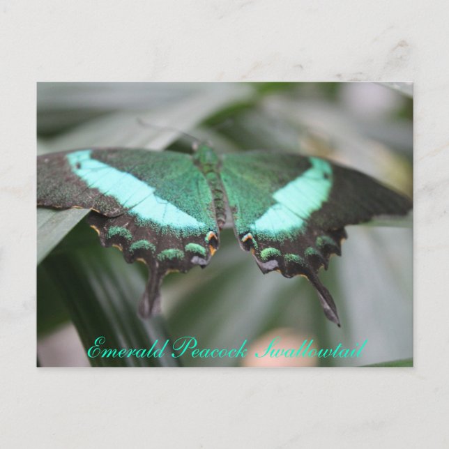 Butterfly Emerald Peacock Frack # 3 Postkarte (Vorderseite)