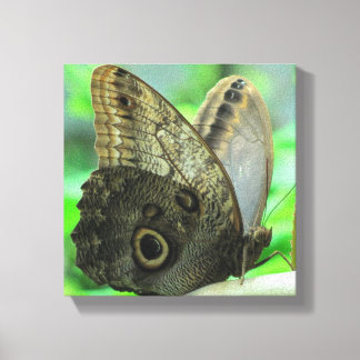 Butterfly Floral  Canvas Print Leinwanddruck