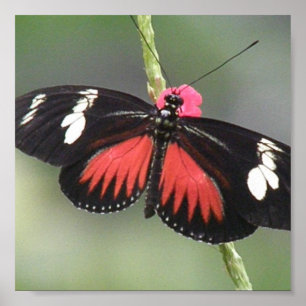 Butterfly-Foto-Design Poster