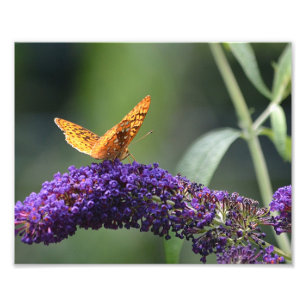 Butterfly Foto Print
