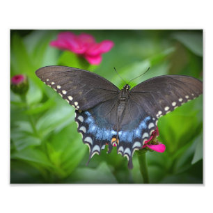 Butterfly Foto Print