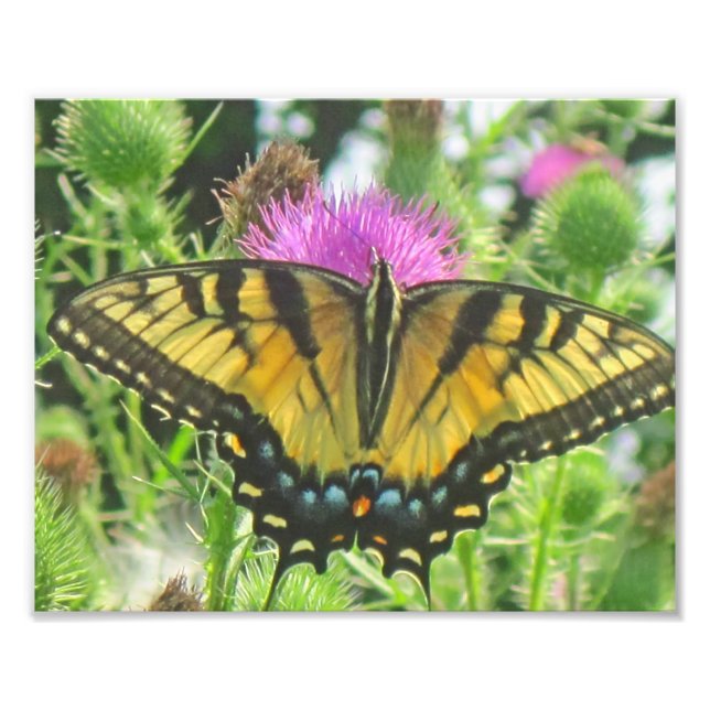 Butterfly Foto Print (Vorne)