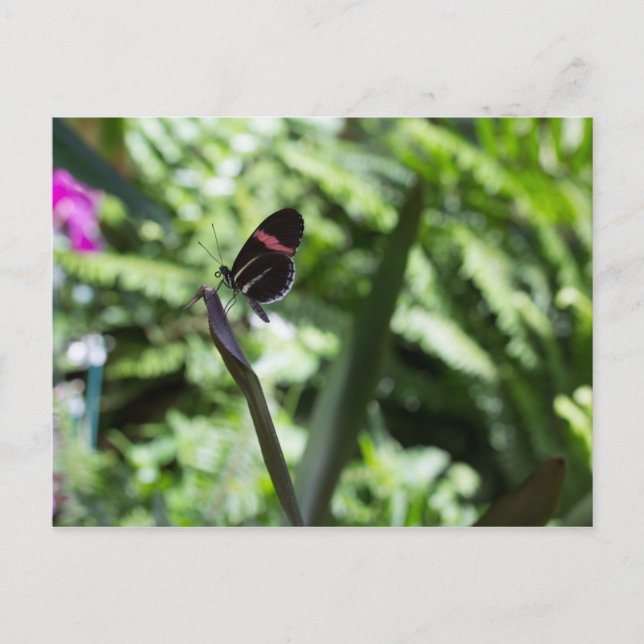 Butterfly-Fotografie Postkarte (Vorderseite)