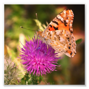 Butterfly Fotografy Foto Print , Rosa Thorn
