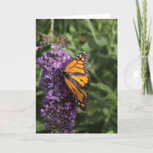 Butterfly-Fotokarte Karte