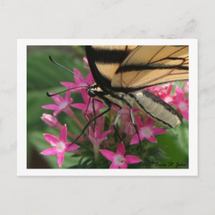 Butterfly Fütternd Makro-Postkarte Postkarte
