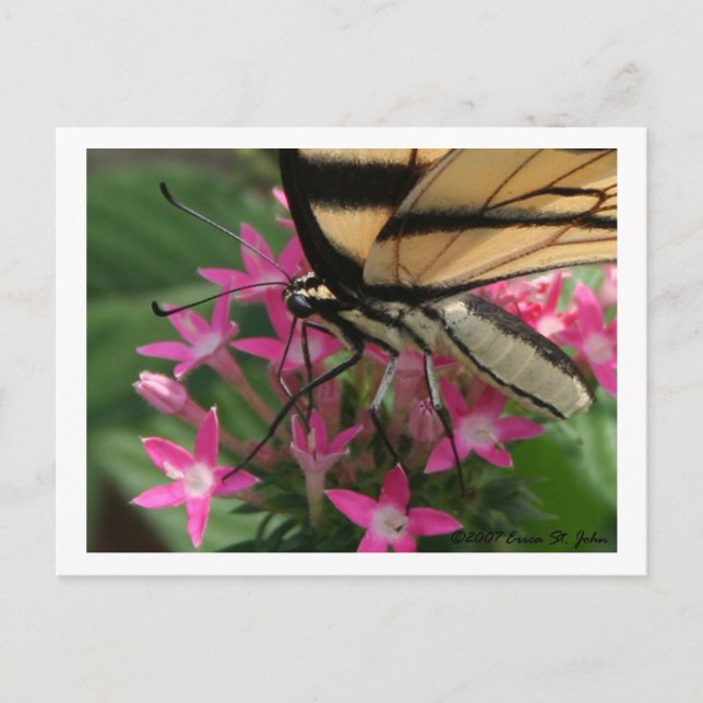 Butterfly Fütternd Makro-Postkarte Postkarte (Vorderseite)