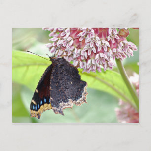 Butterfly Fütternd Postkarte