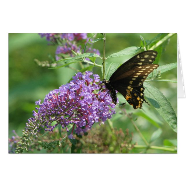 Butterfly Garden (Vorderseite (Horizontal))