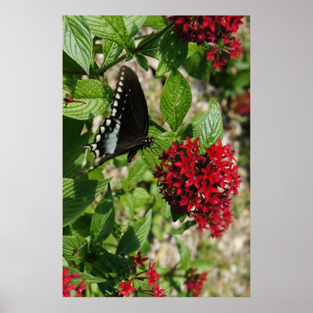 Butterfly Garden Poster (Vorne)