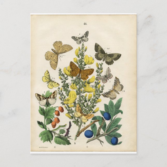 Butterfly Garden Postkarte (Vorderseite)