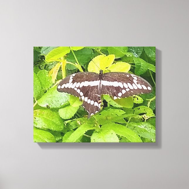 Butterfly Garden Wrapped Canvas Leinwanddruck (Vorderseite)