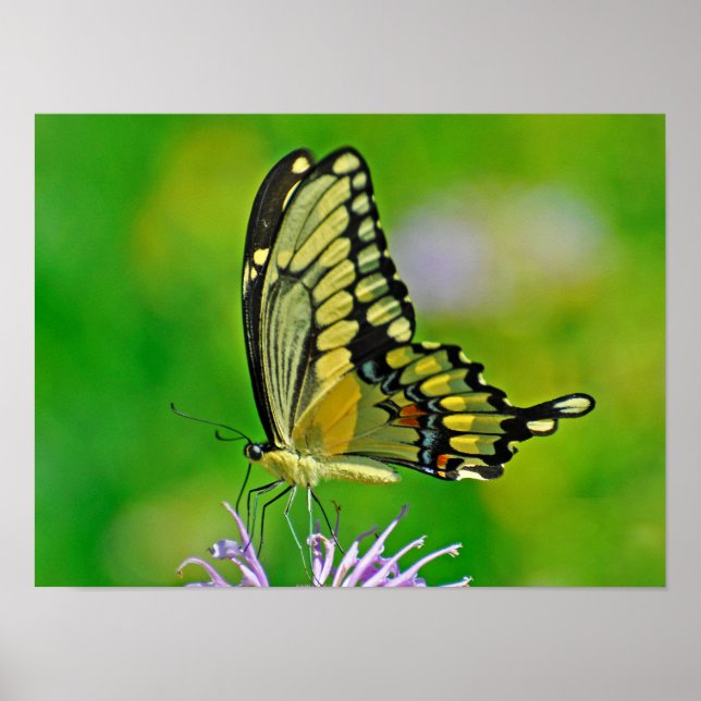 Butterfly Glory Poster (Vorne)