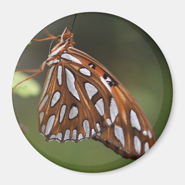 Butterfly Gulf Fritillary Passion Orange Gepunktet Magnet (Vorne)