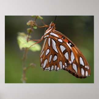 Butterfly Gulf Fritillary Passion Orange Gepunktet Poster