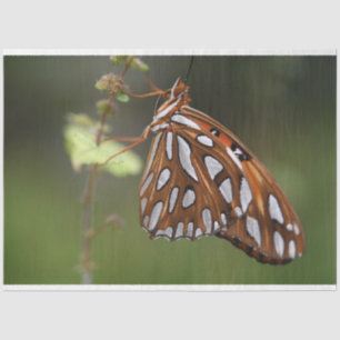 Butterfly Gulf Fritillary Passion Orange Green Seidenpapier