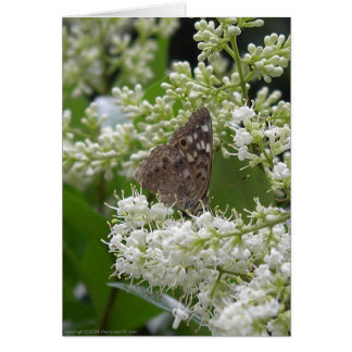 Butterfly : Hackberry Kaiser