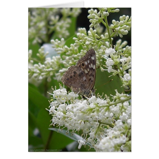 Butterfly : Hackberry Kaiser (Vorne)