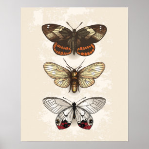 Butterfly-Illustration Poster