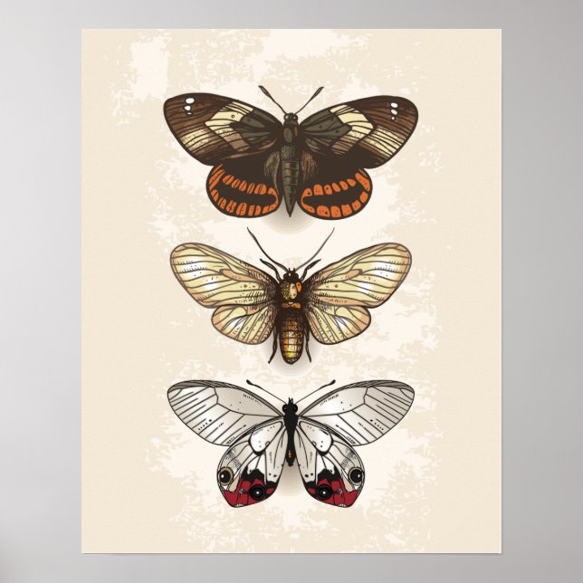 Butterfly-Illustration Poster (Vorne)