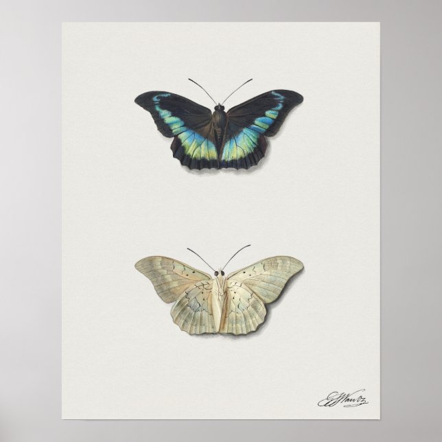 Butterfly-Illustration Poster (Vorne)