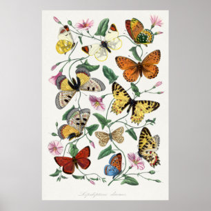Butterfly Illustration Poster