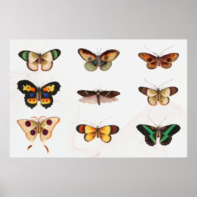 Butterfly-Illustration Poster (Vorne)