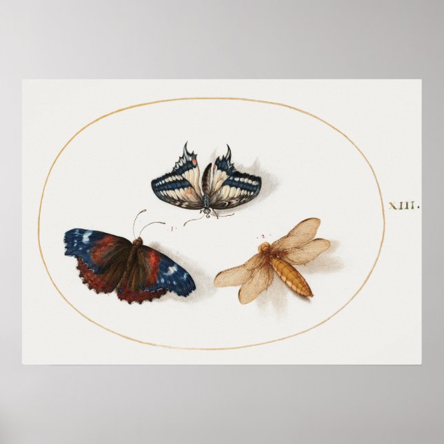 Butterfly Illustration Poster (Vorne)