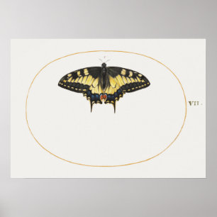 Butterfly Illustration Poster