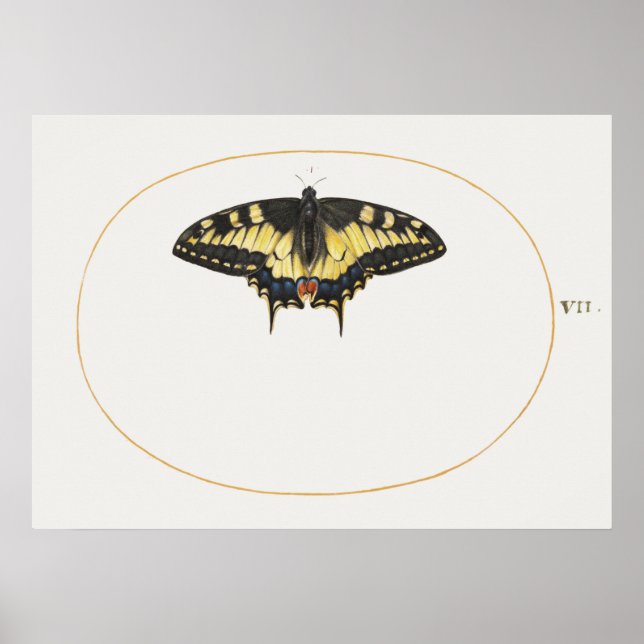 Butterfly Illustration Poster (Vorne)