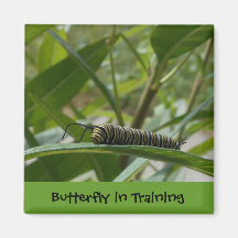 'Butterfly in Training' Square Magnet