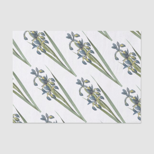 Butterfly-Iris-Blume Seidenpapier (Vorderseite)