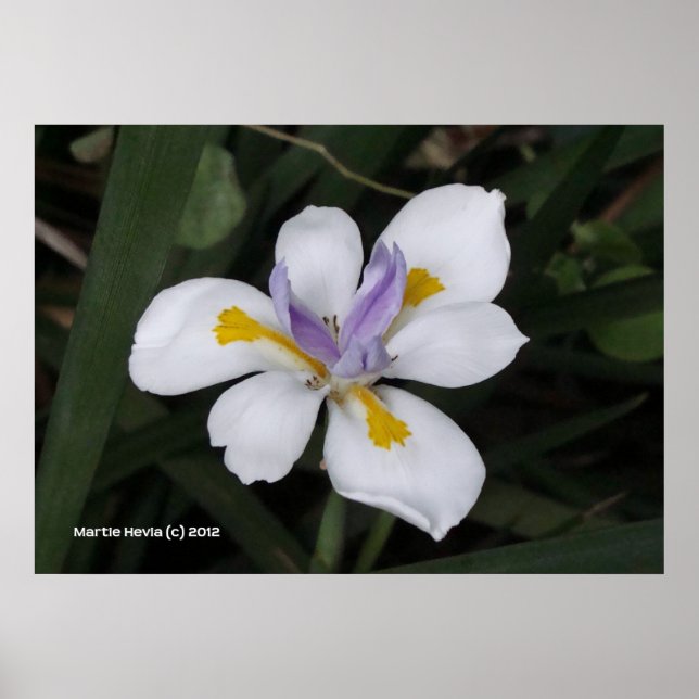 Butterfly Iris Poster (Vorne)