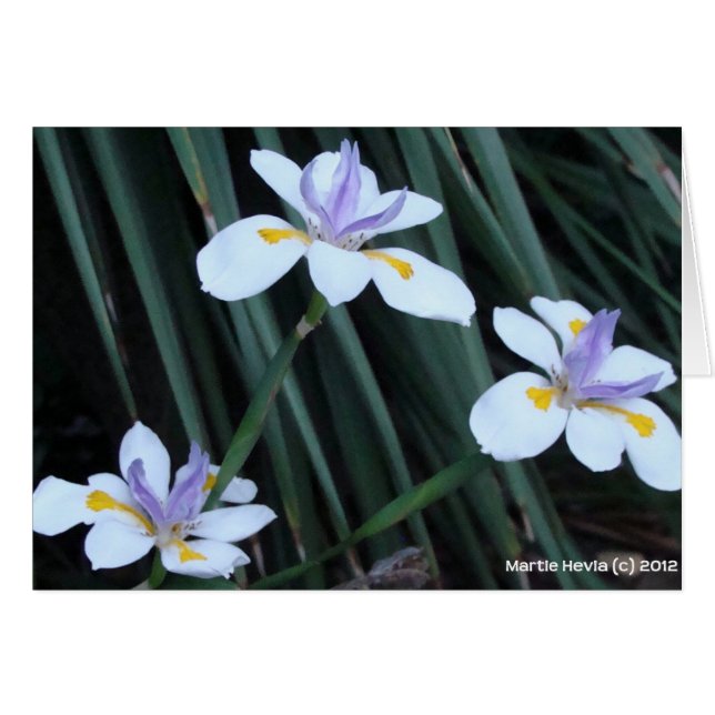 Butterfly Iris Trio (Vorderseite (Horizontal))
