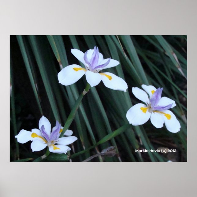 Butterfly Iris Trio Poster (Vorne)