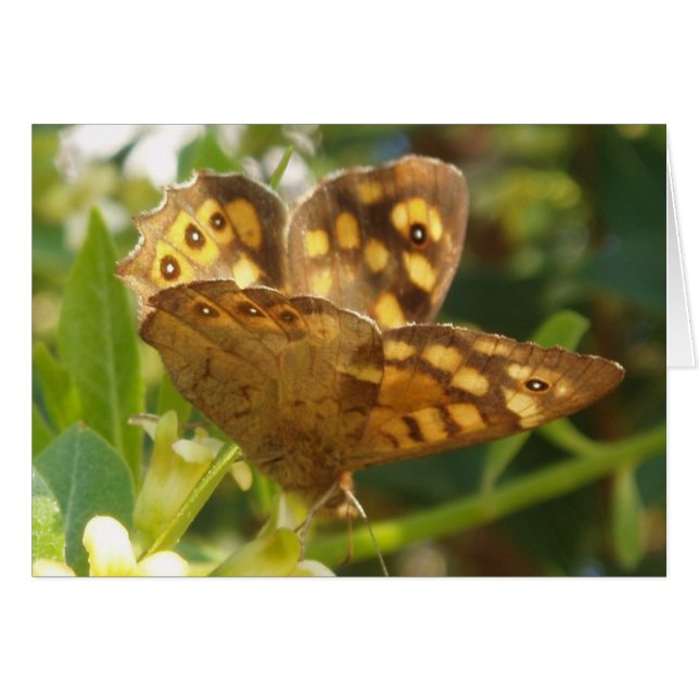 Butterfly-Karte (Vorderseite (Horizontal))