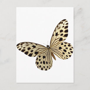 Butterfly Kids Stuff Postkarte