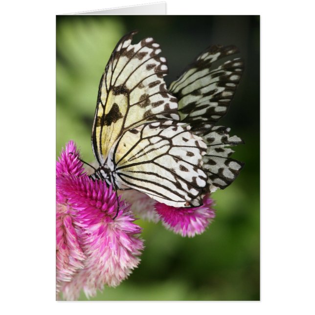 Butterfly Kisses I (Vorne)