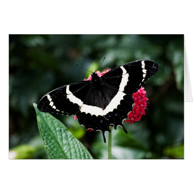 Butterfly Lolipop Card (Vorderseite (Horizontal))