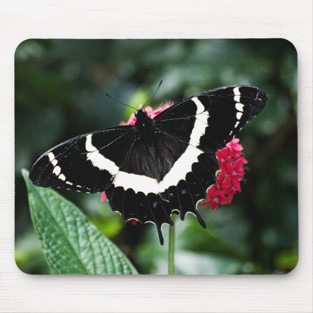 Butterfly Lolipop Mousepad (Vorne)