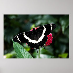 Butterfly Lolipop Print Poster