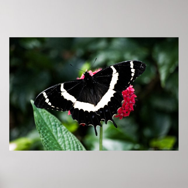 Butterfly Lolipop Print Poster (Vorne)