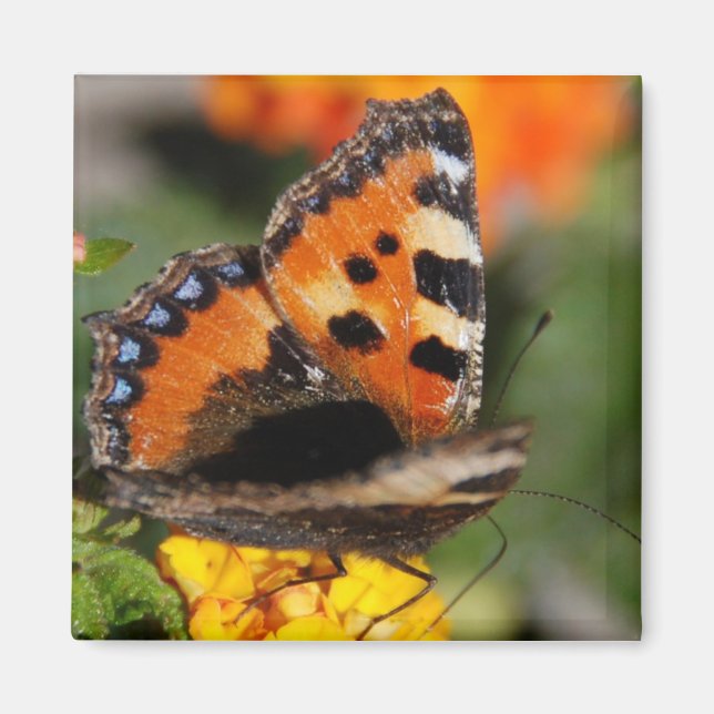 Butterfly Magnet (Vorne)