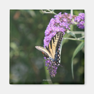 Butterfly-Magnet Magnet