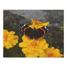 Butterfly & Marigolds Imitate überpackt Canvas Kle