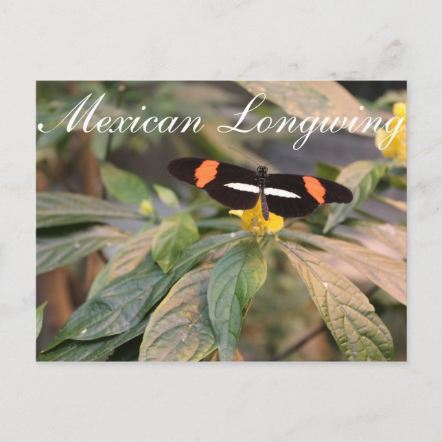 Butterfly Mexicanischer Langling # 1 Postkarte (Vorderseite)