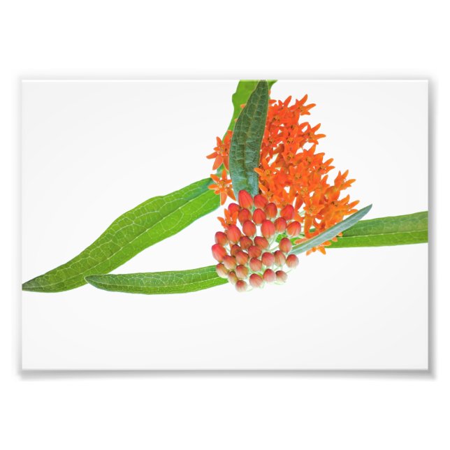Butterfly Milkweed Bloom auf Weiß Fotodruck (Vorne)